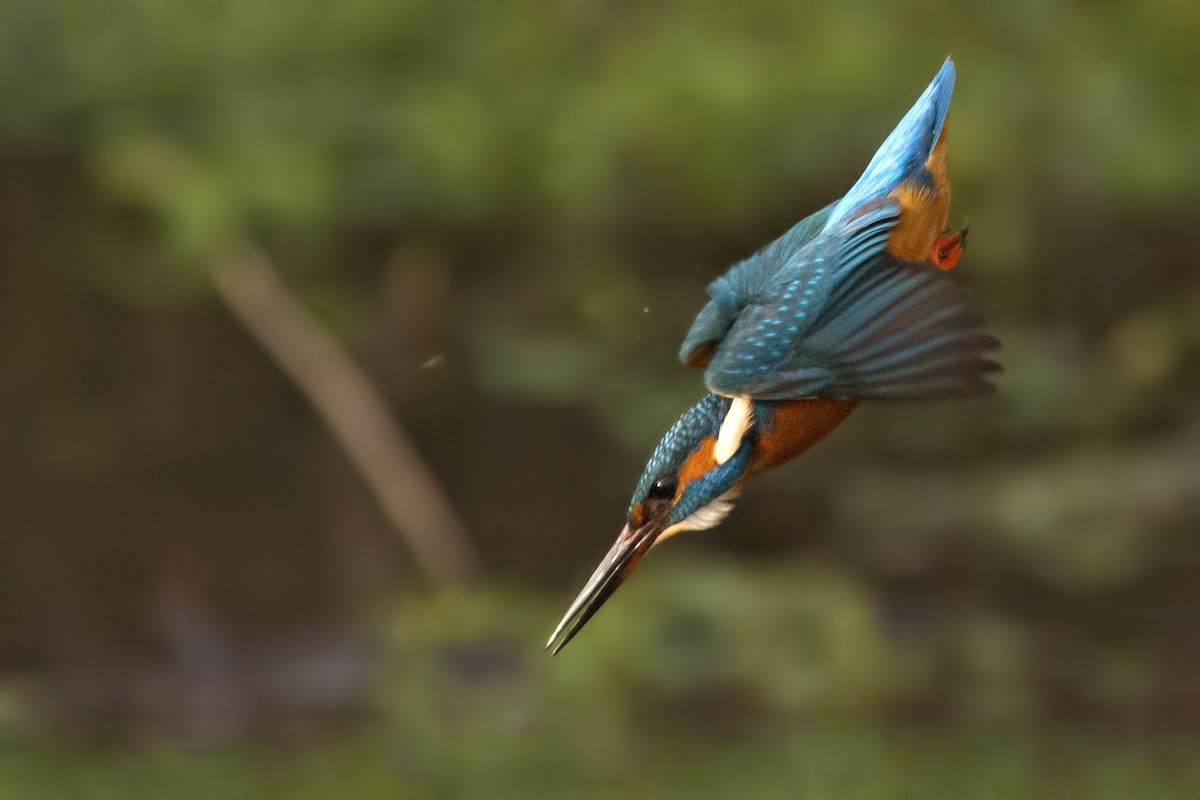 Common Kingfisher - Mario Vigo