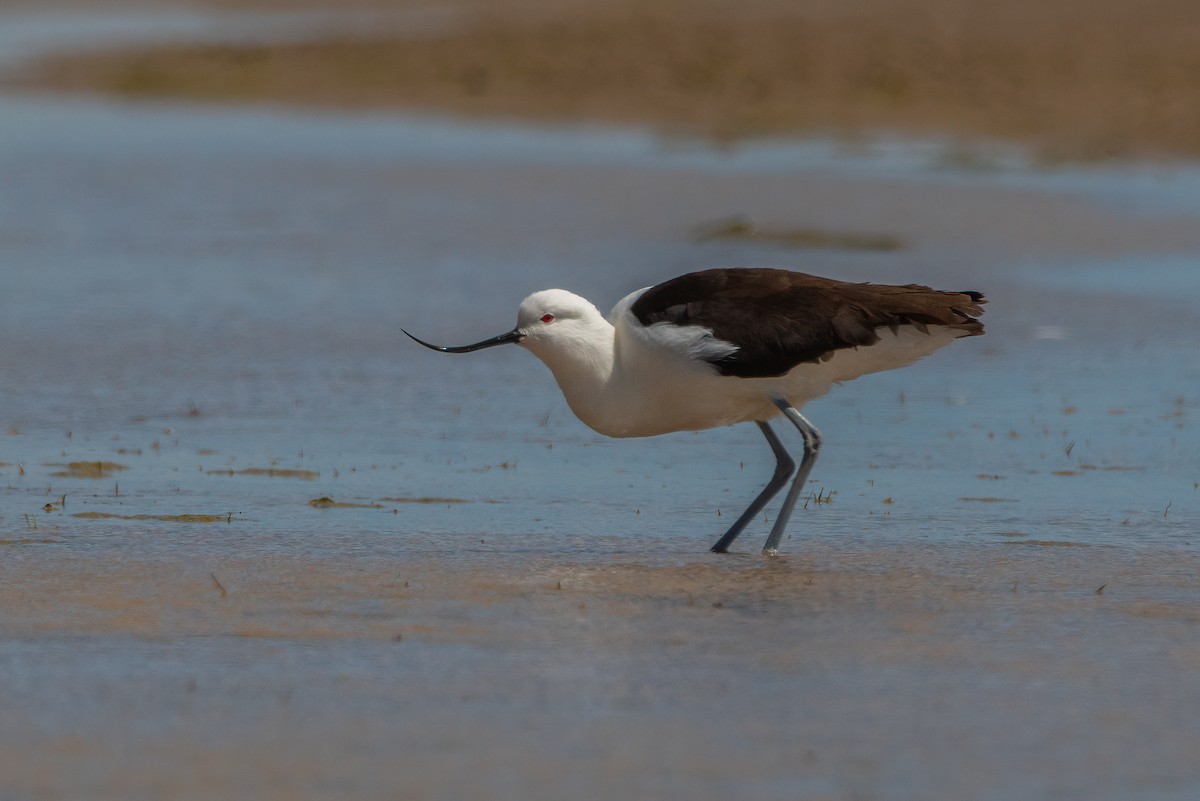 Andean Avocet - ML320290541