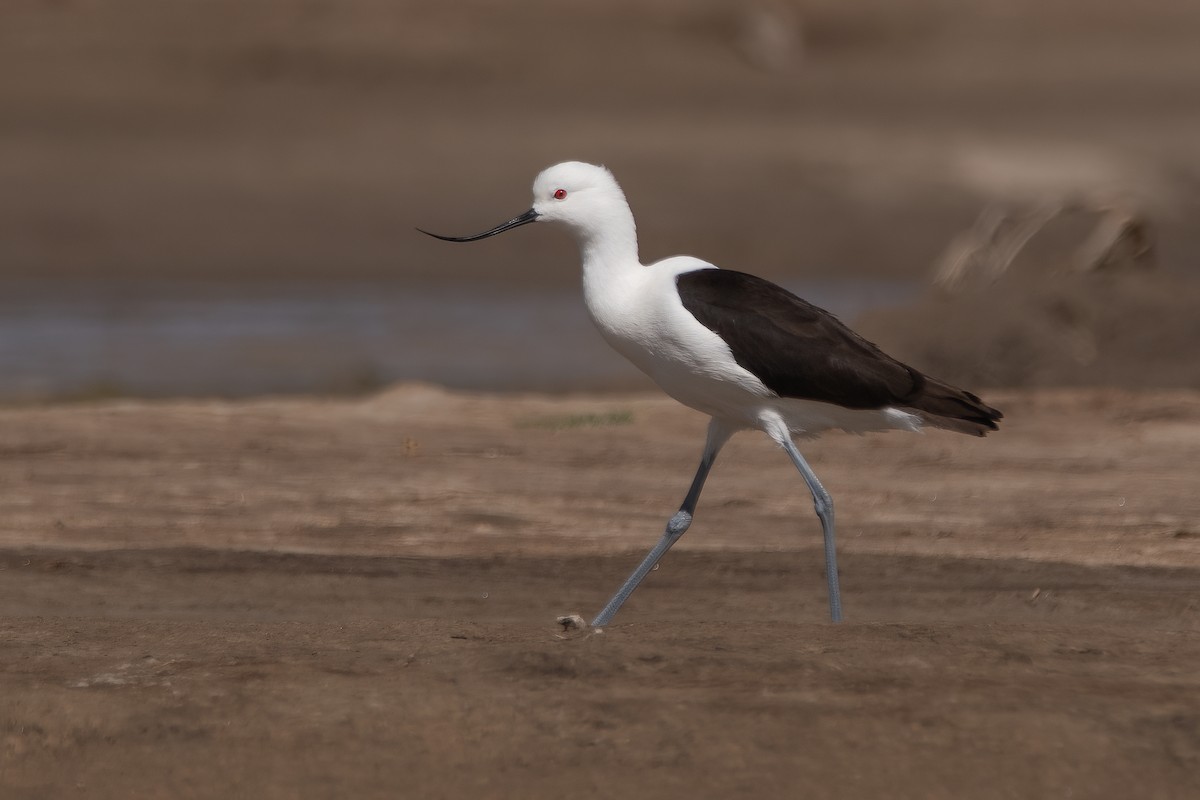 Andean Avocet - ML320290571