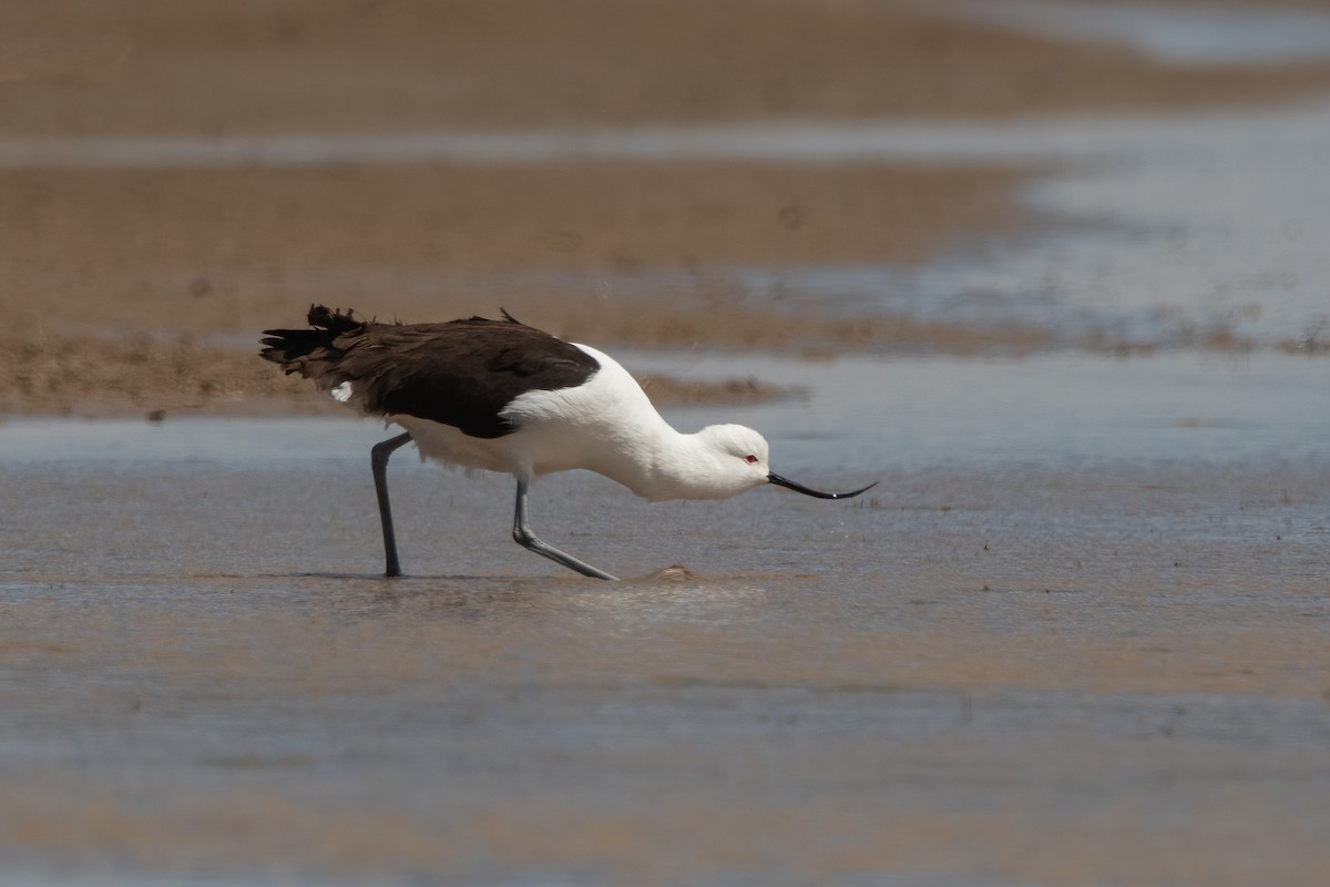 Andean Avocet - ML320290591