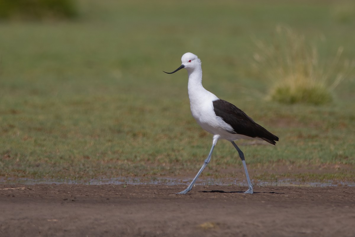 Andean Avocet - ML320290611