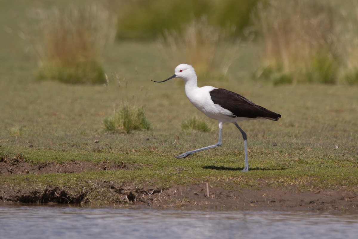 Andean Avocet - ML320290651