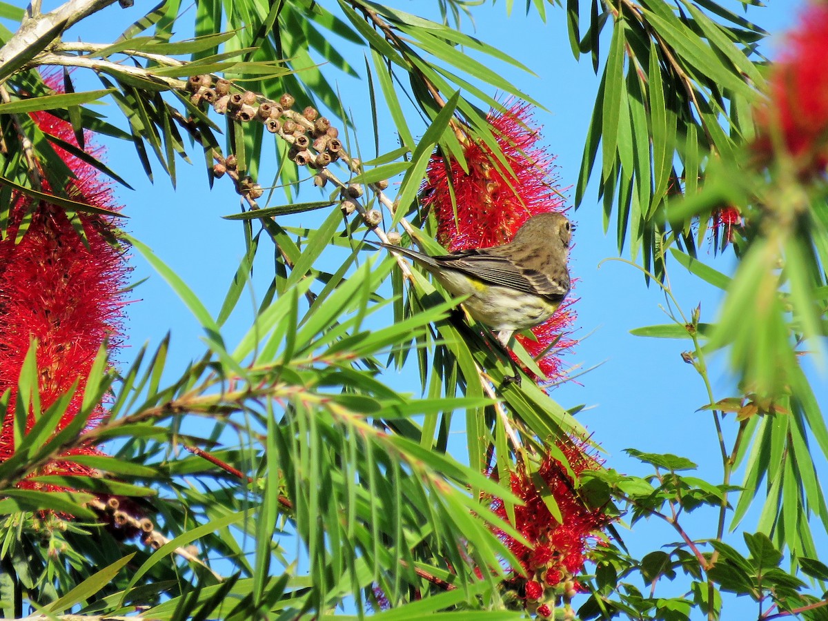 Yellow-rumped Warbler - ML320293241