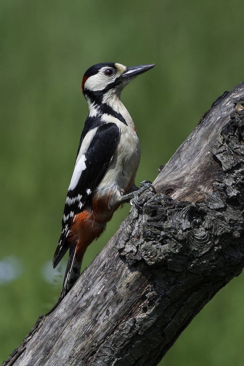 Great Spotted Woodpecker - ML320293261