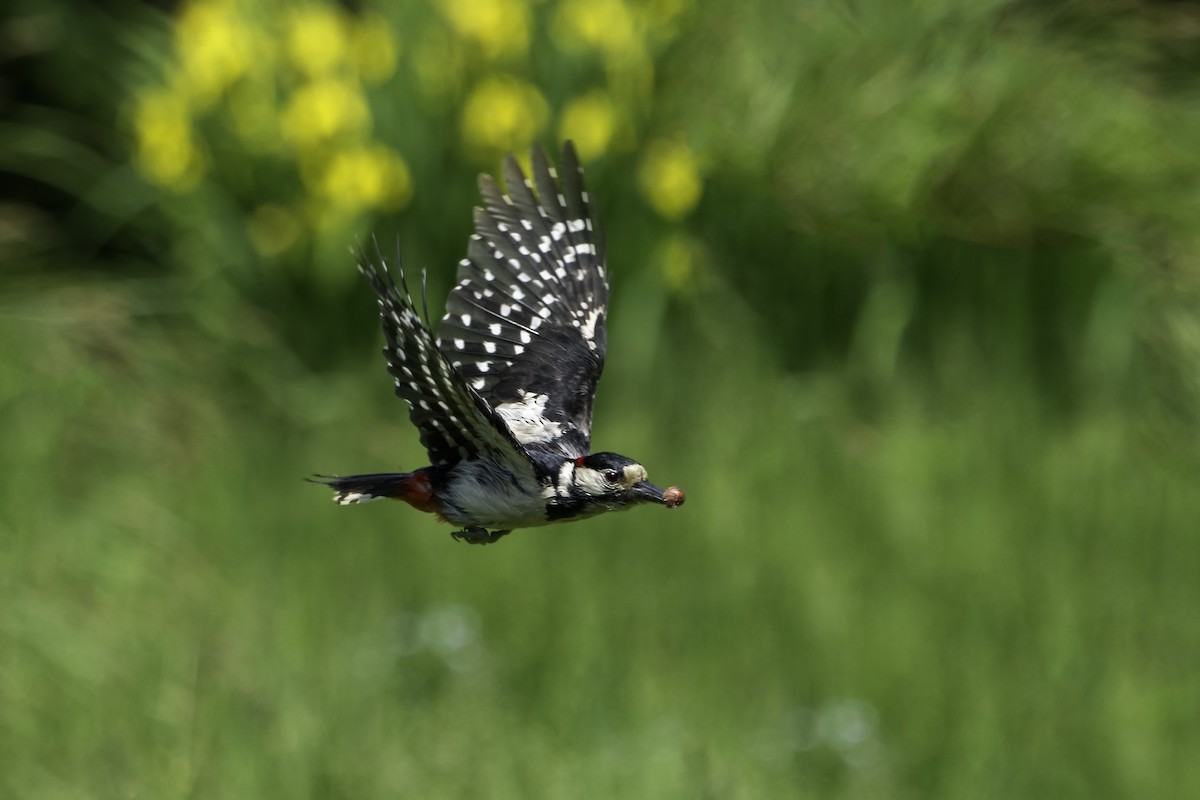 Great Spotted Woodpecker - Mario Vigo