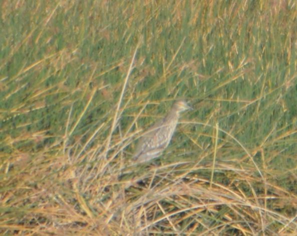 Black-crowned Night Heron - ML320294131