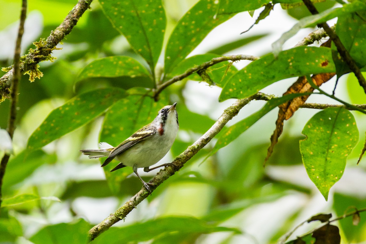 Chestnut-sided Warbler - ML320294151