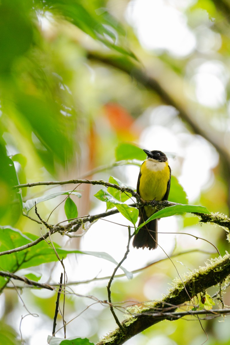 White-throated Shrike-Tanager - ML320294451