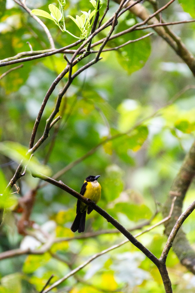 White-throated Shrike-Tanager - ML320294541