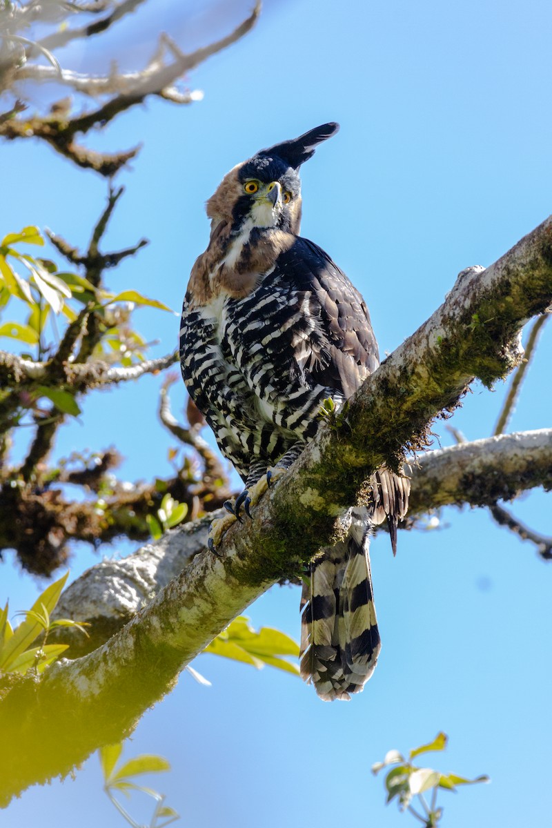 Ornate Hawk-Eagle - ML320296721