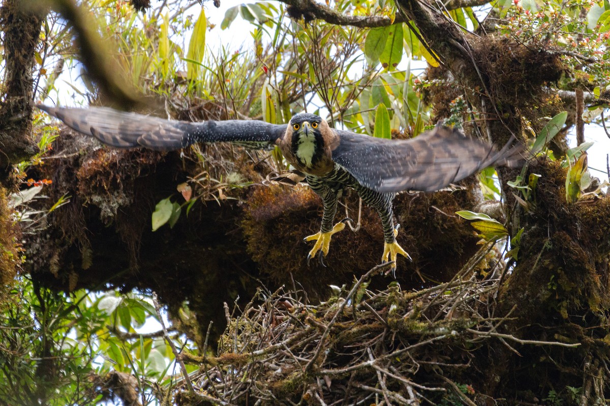 Ornate Hawk-Eagle - ML320298741