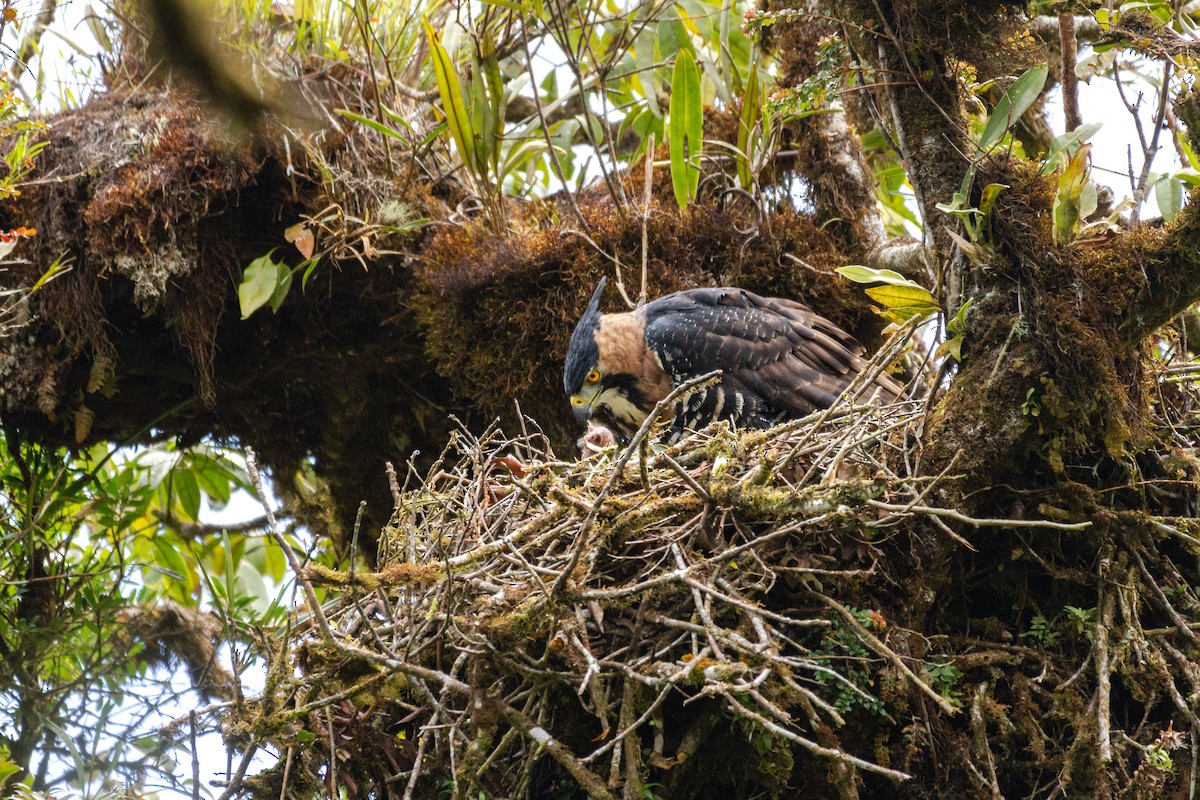 Ornate Hawk-Eagle - ML320298801