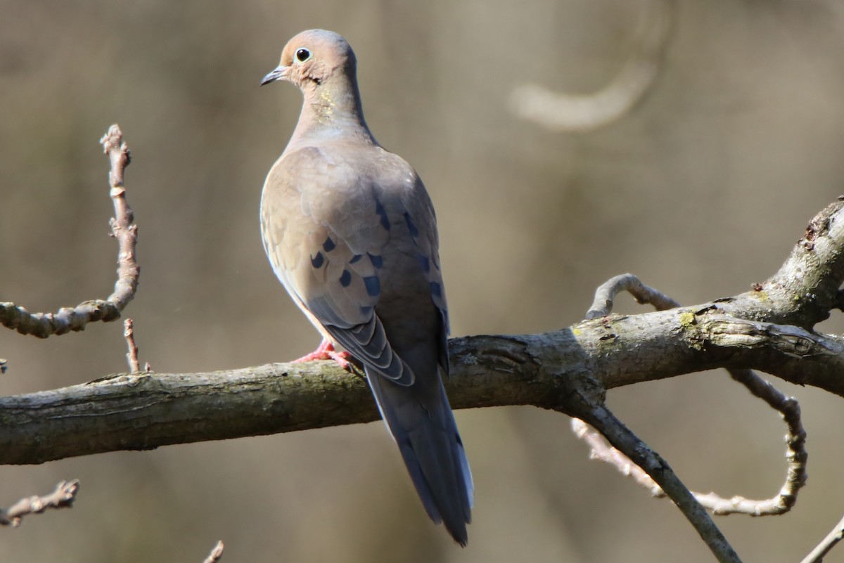 Mourning Dove - ML320299821