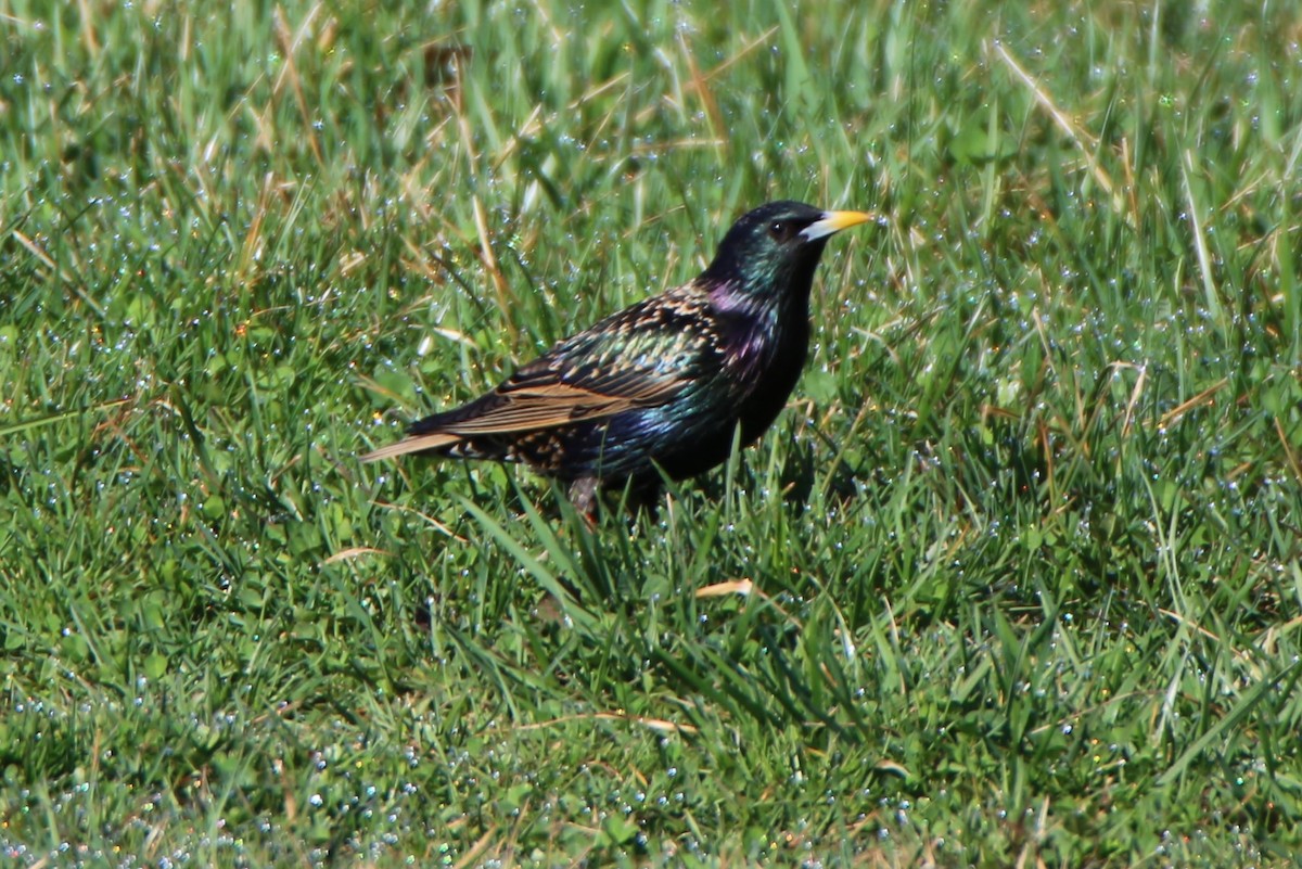 European Starling - ML320299881