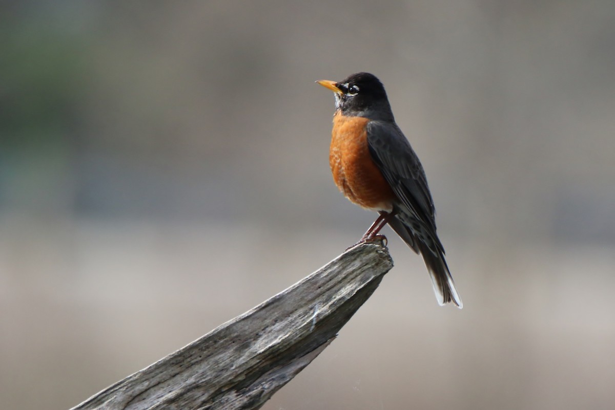 American Robin - ML320299911