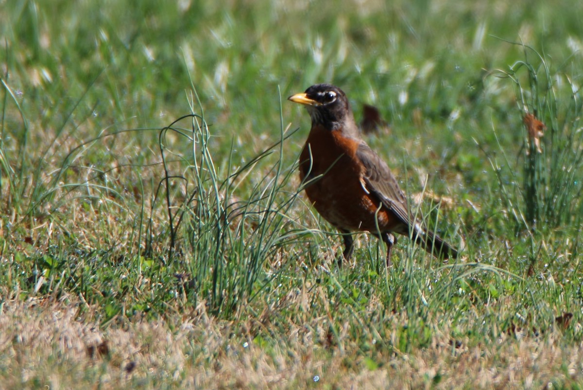 American Robin - ML320299921