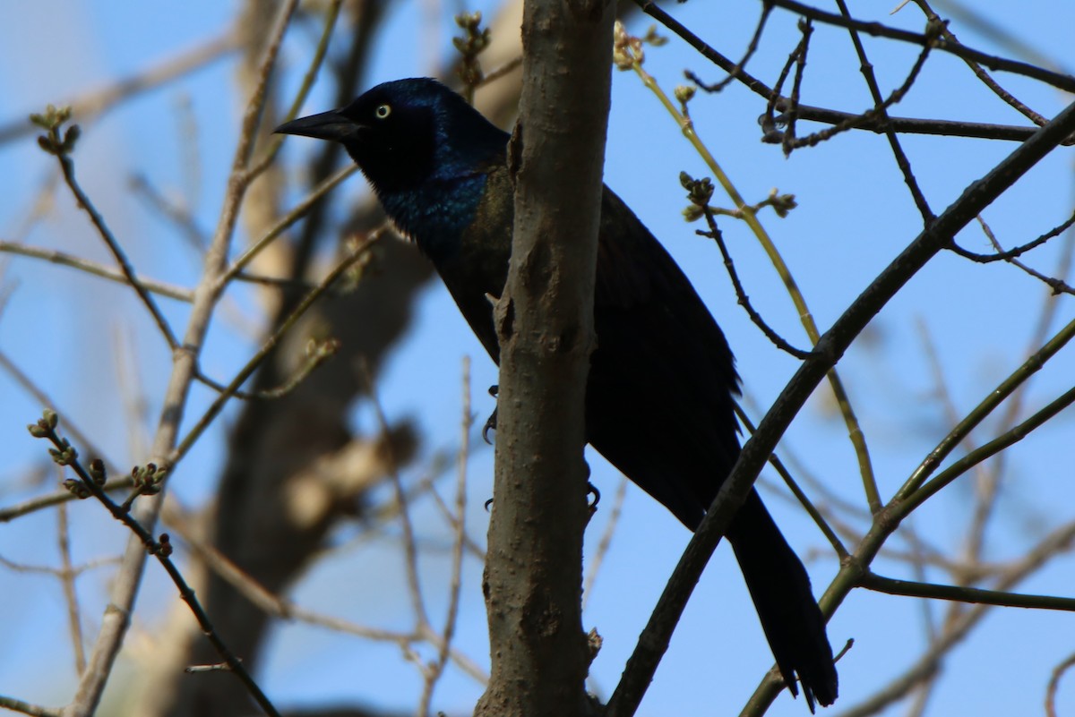 Common Grackle - ML320300021