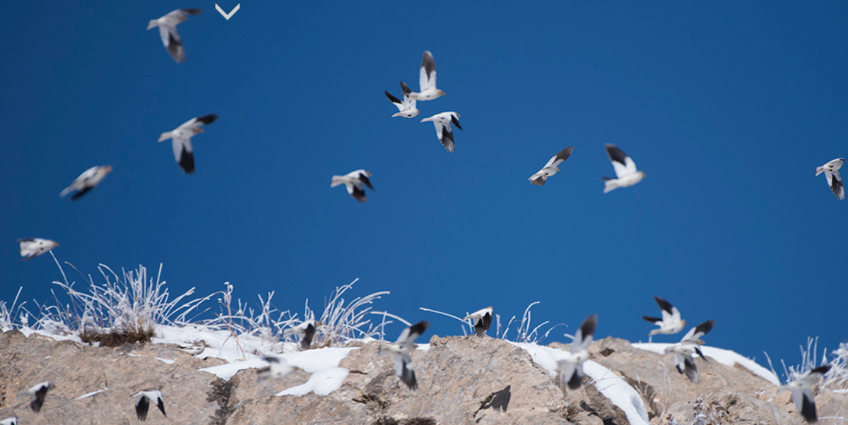 White-winged Snowfinch - ML320300091