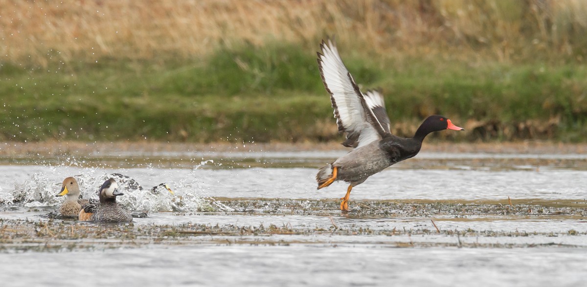 Rosy-billed Pochard - ML320300801