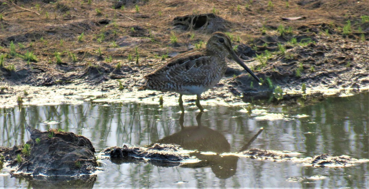 Bécassine du Paraguay - ML320303231