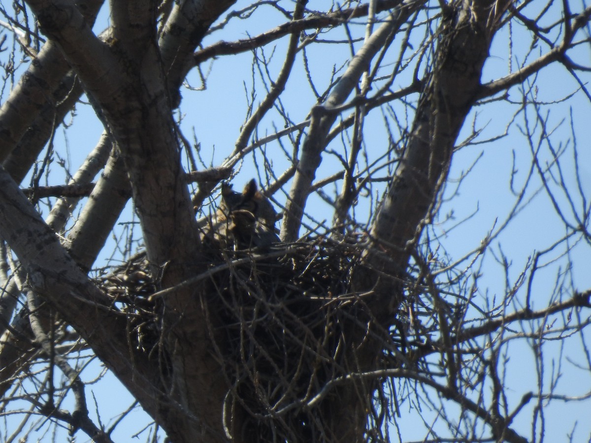 Great Horned Owl - ML320305411