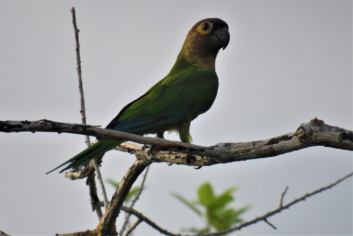 Conure cuivrée - ML320306161