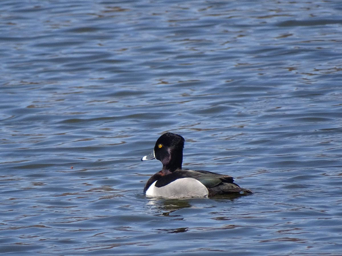 Ring-necked Duck - Peter Littlewood