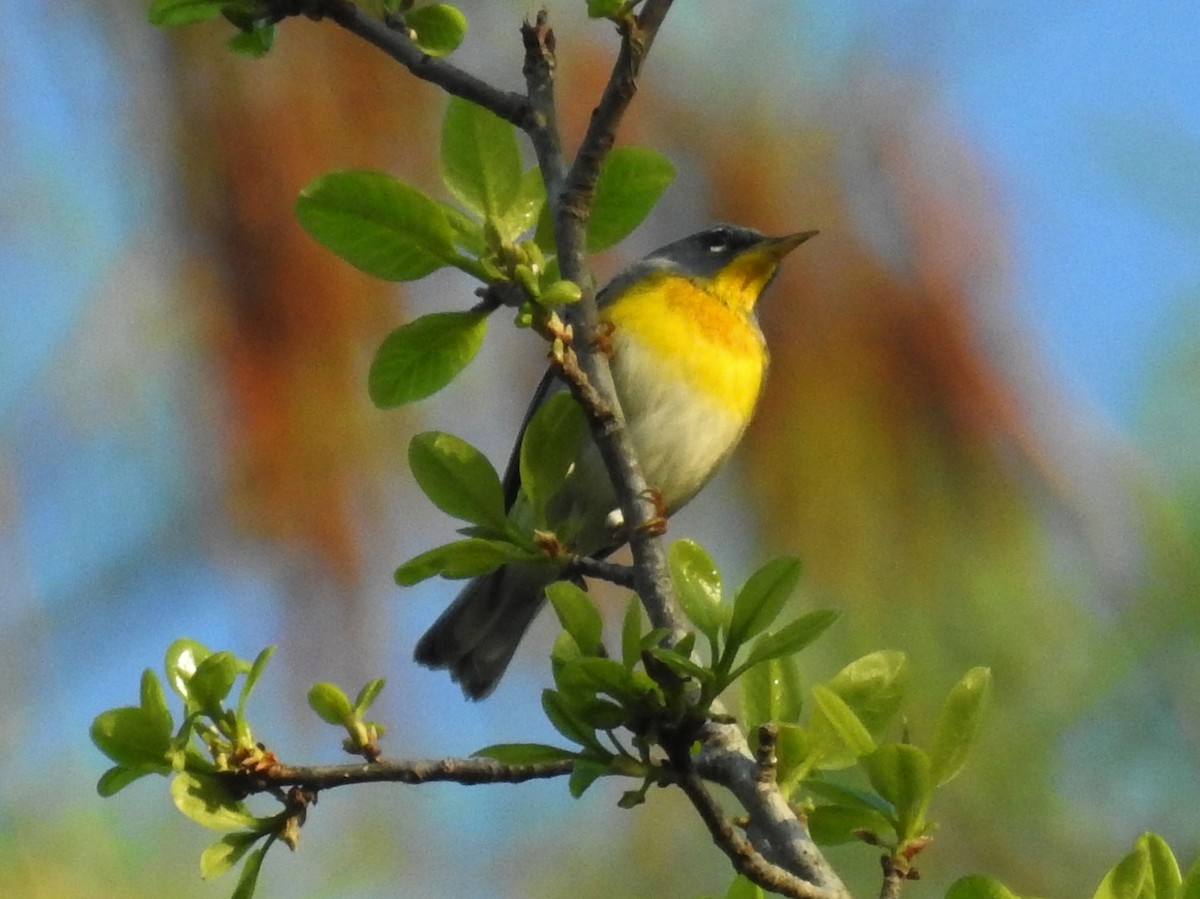 Northern Parula - ML320306281