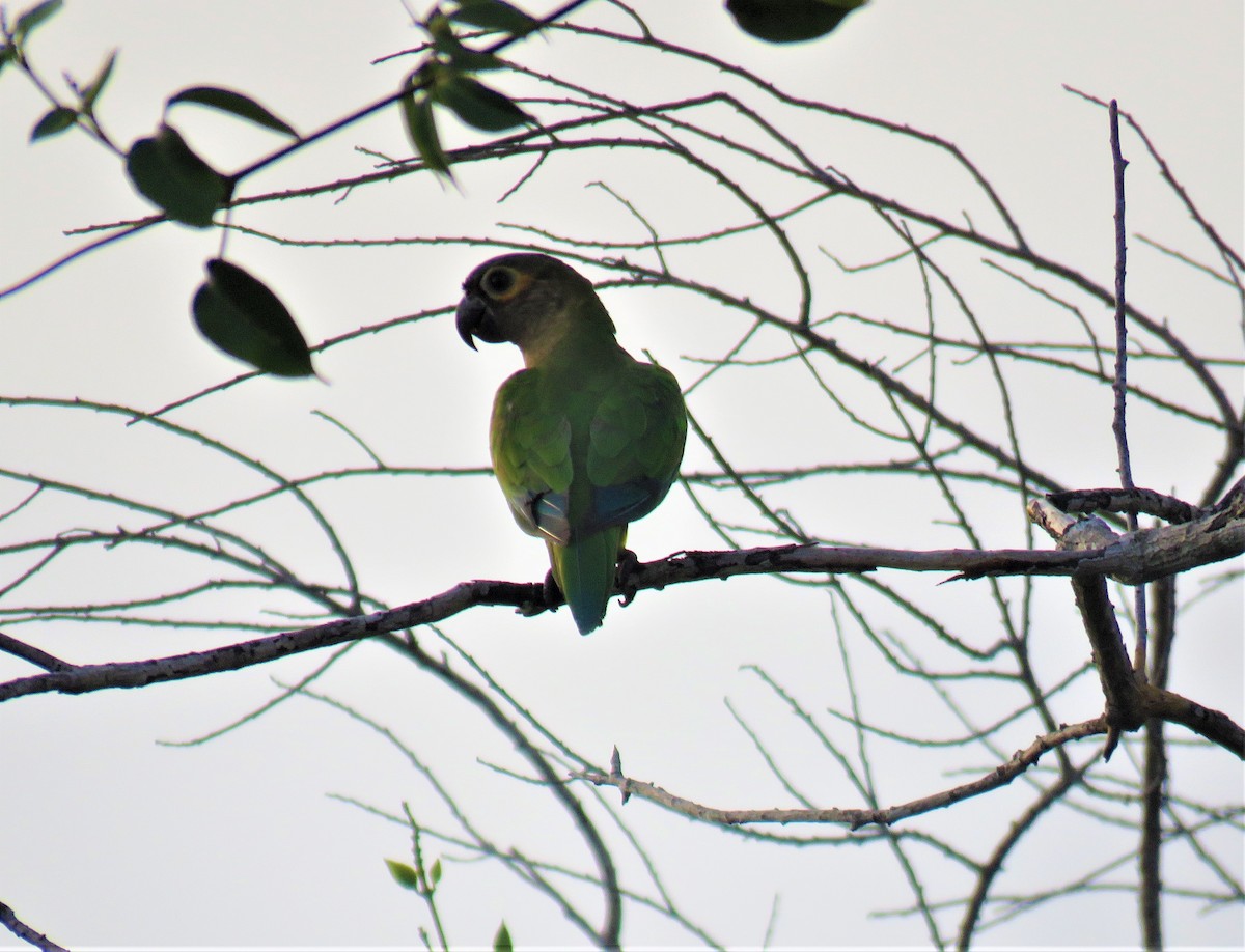 Conure cuivrée - ML320306301