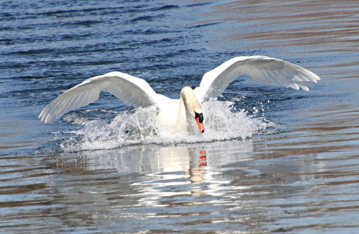 Cygne tuberculé - ML320309041