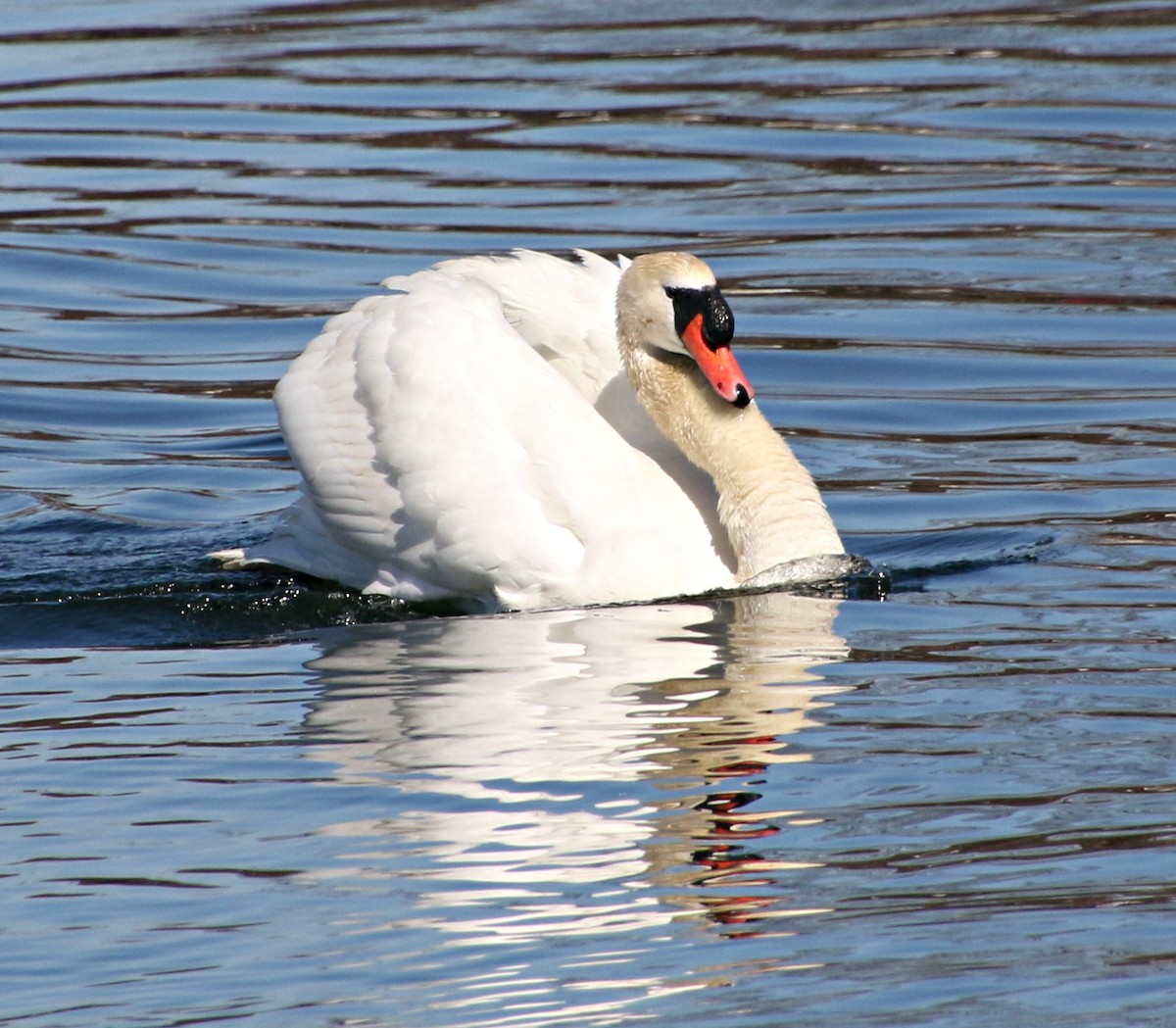 Cygne tuberculé - ML320309171