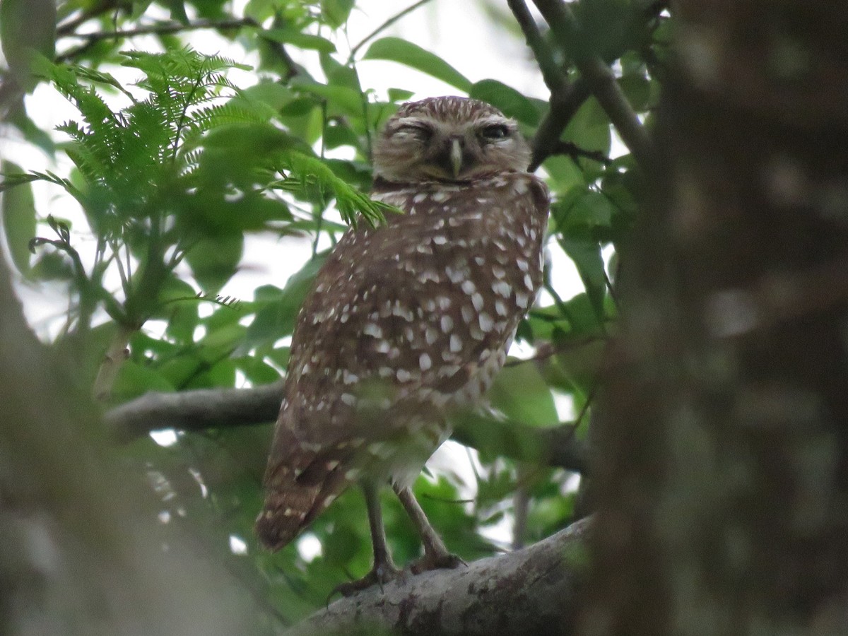 Burrowing Owl - ML320309261