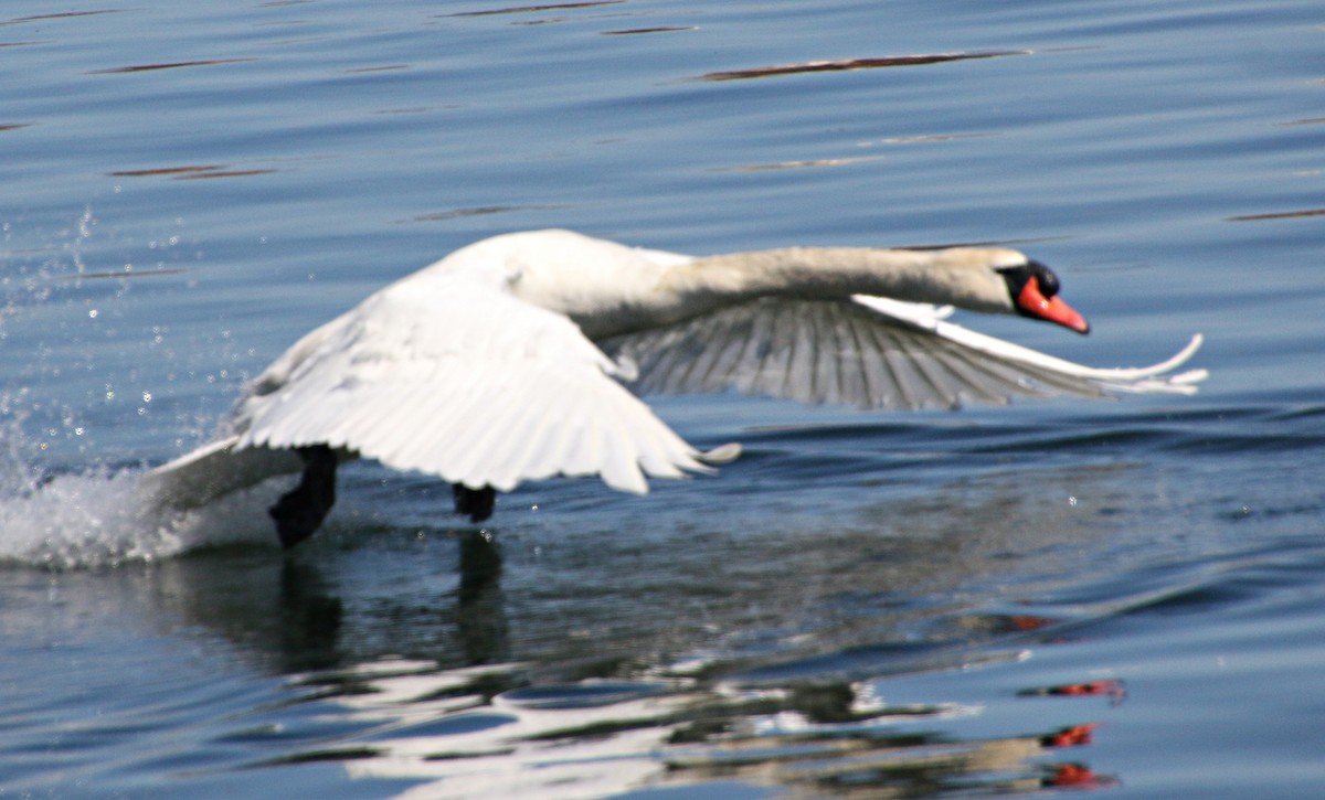 Cygne tuberculé - ML320309271