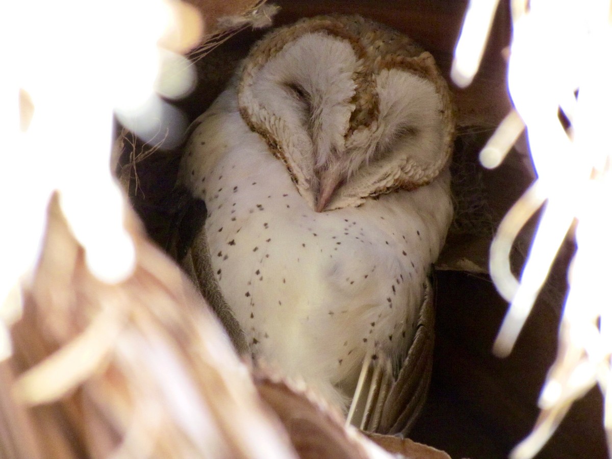 Barn Owl - ML320311091