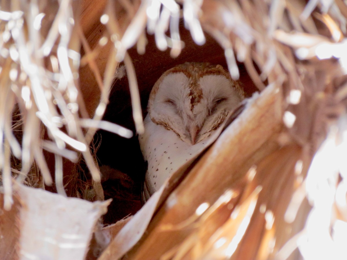 Barn Owl - ML320311121