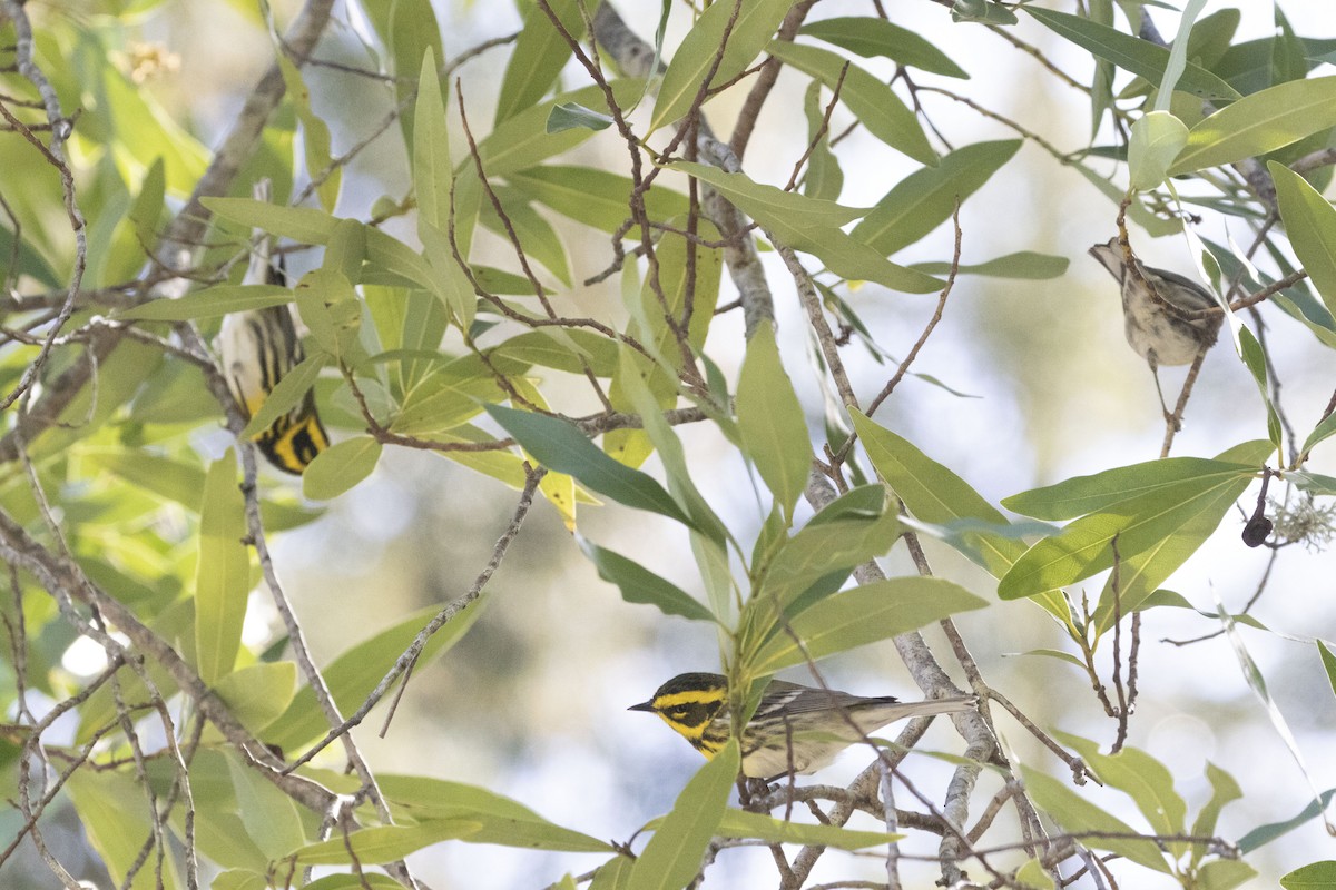 Townsend's Warbler - ML320311601