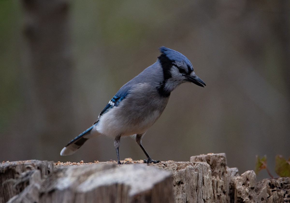 Blue Jay - ML320312191