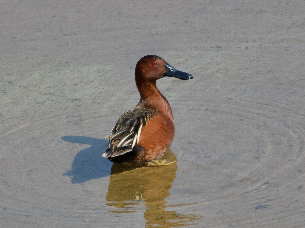 Cinnamon Teal - Matt DuRoss