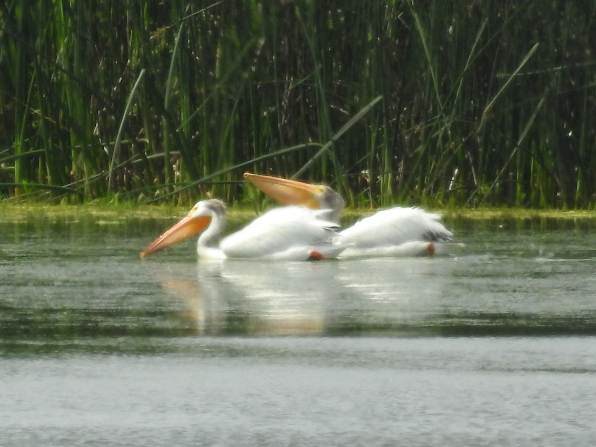 American White Pelican - ML320314311