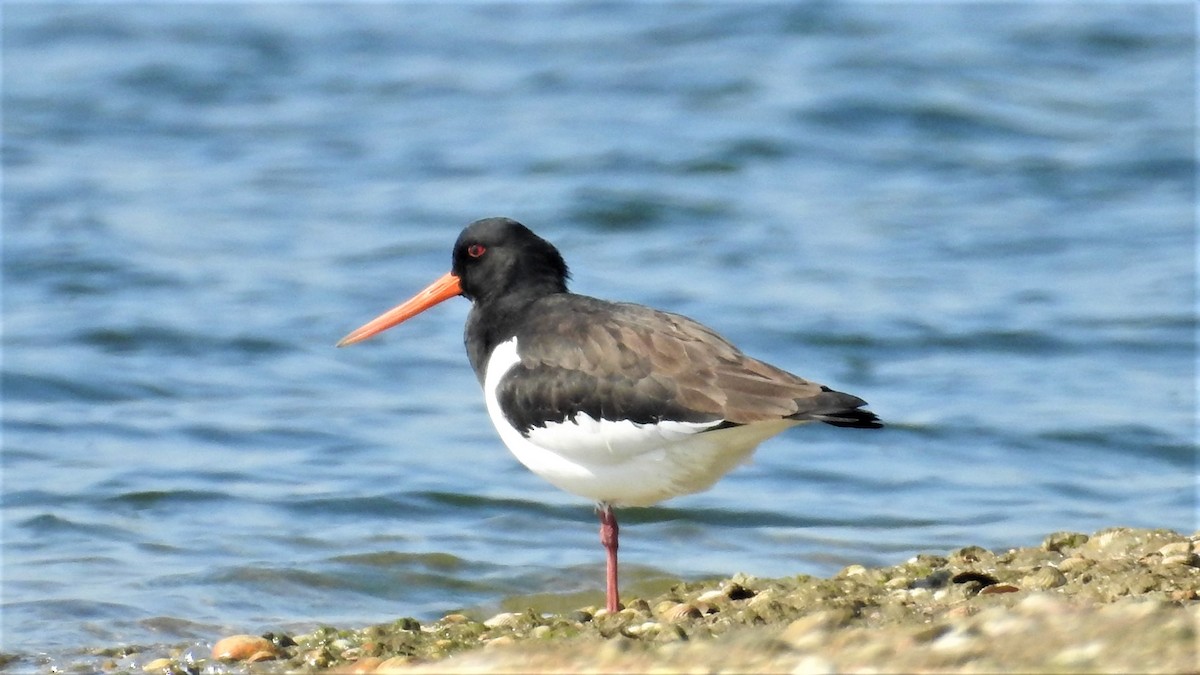 Eurasian Oystercatcher - ML320314541