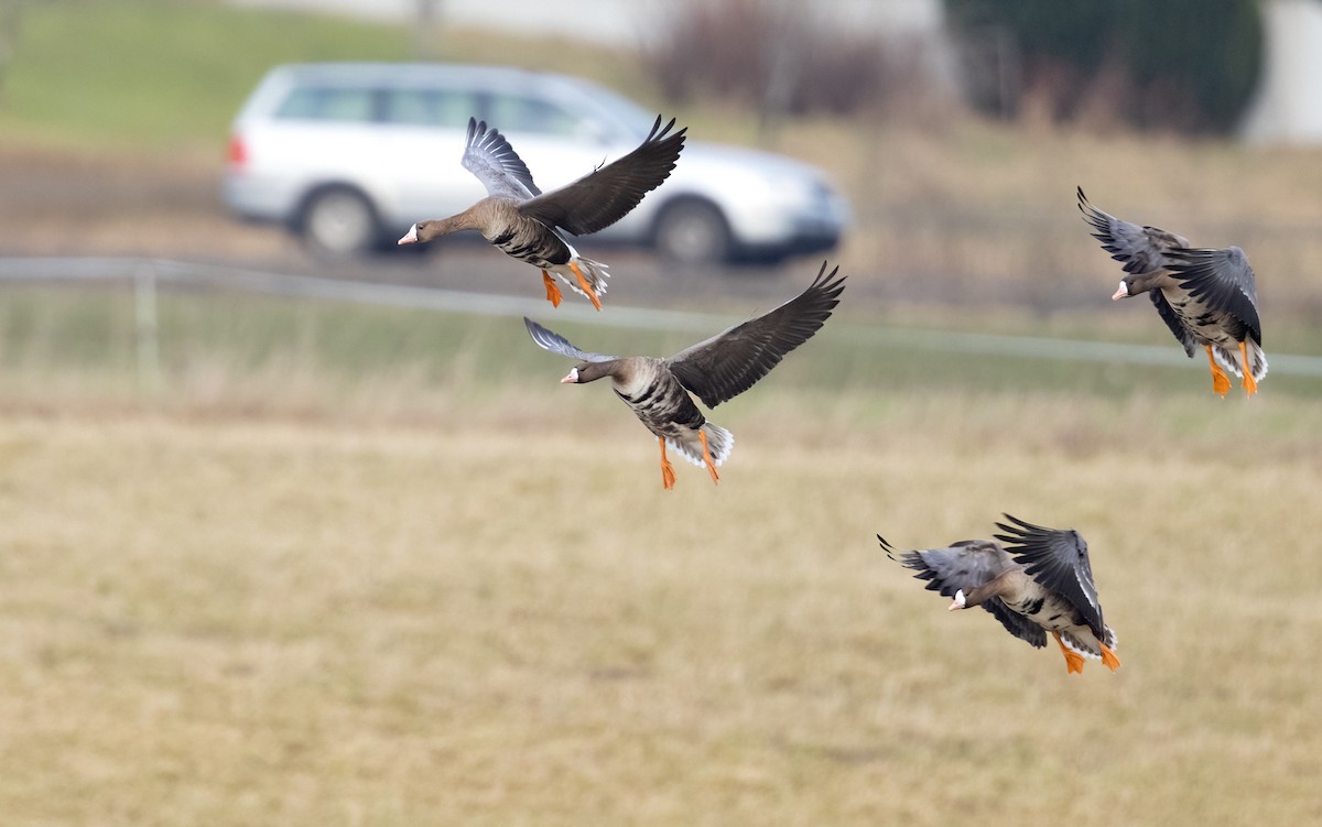 Greater White-fronted Goose - Lars Petersson | My World of Bird Photography