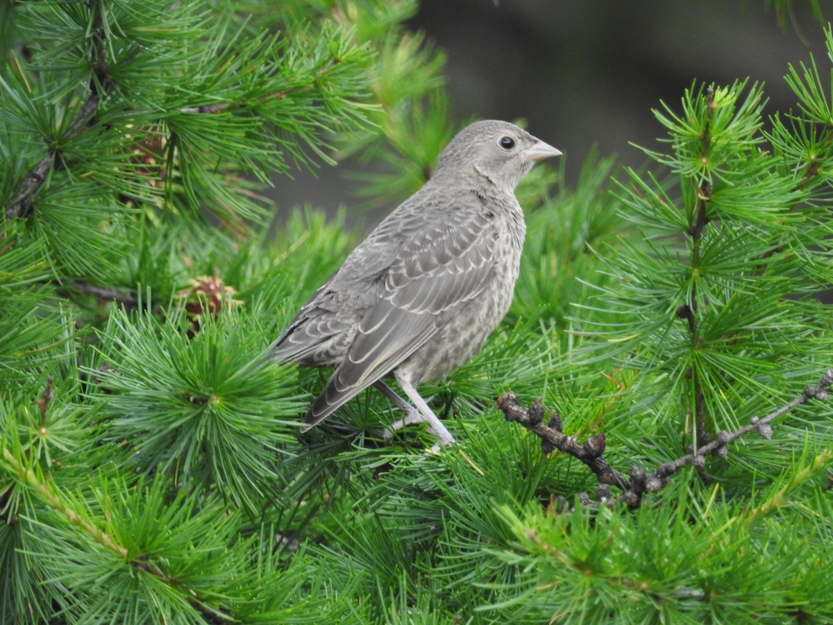 Brown-headed Cowbird - ML320315151