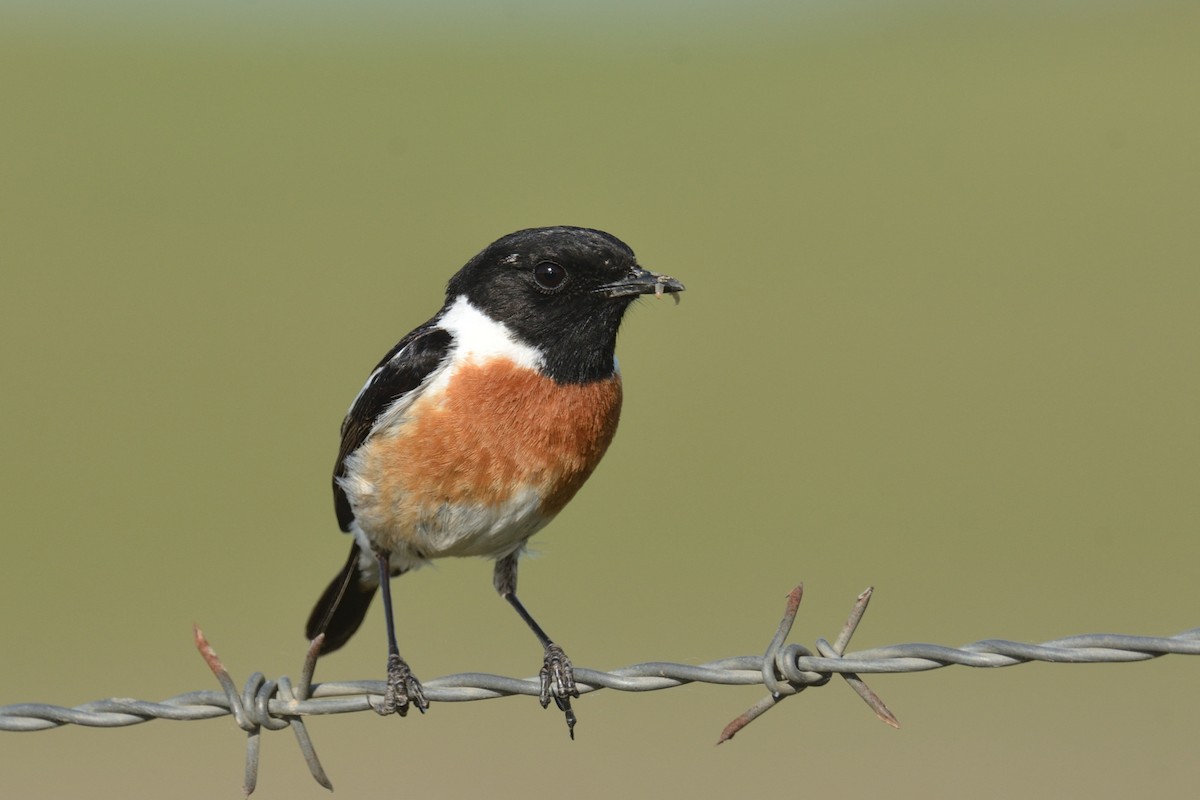 European Stonechat - Jorge  Safara