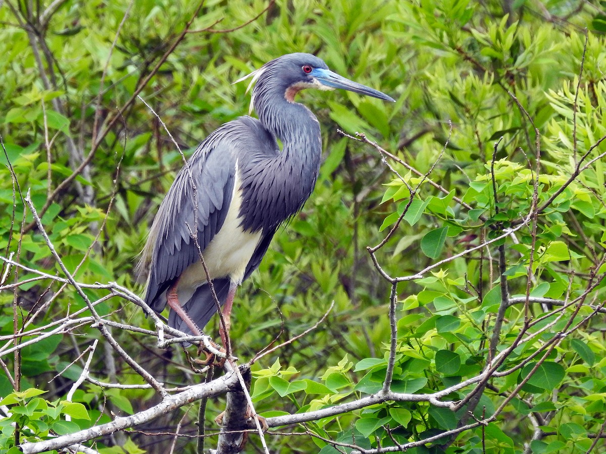 Tricolored Heron - Steve Raduns