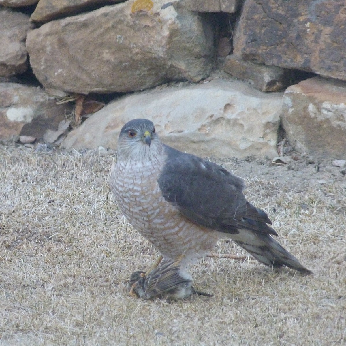 Sharp-shinned Hawk - ML320316481