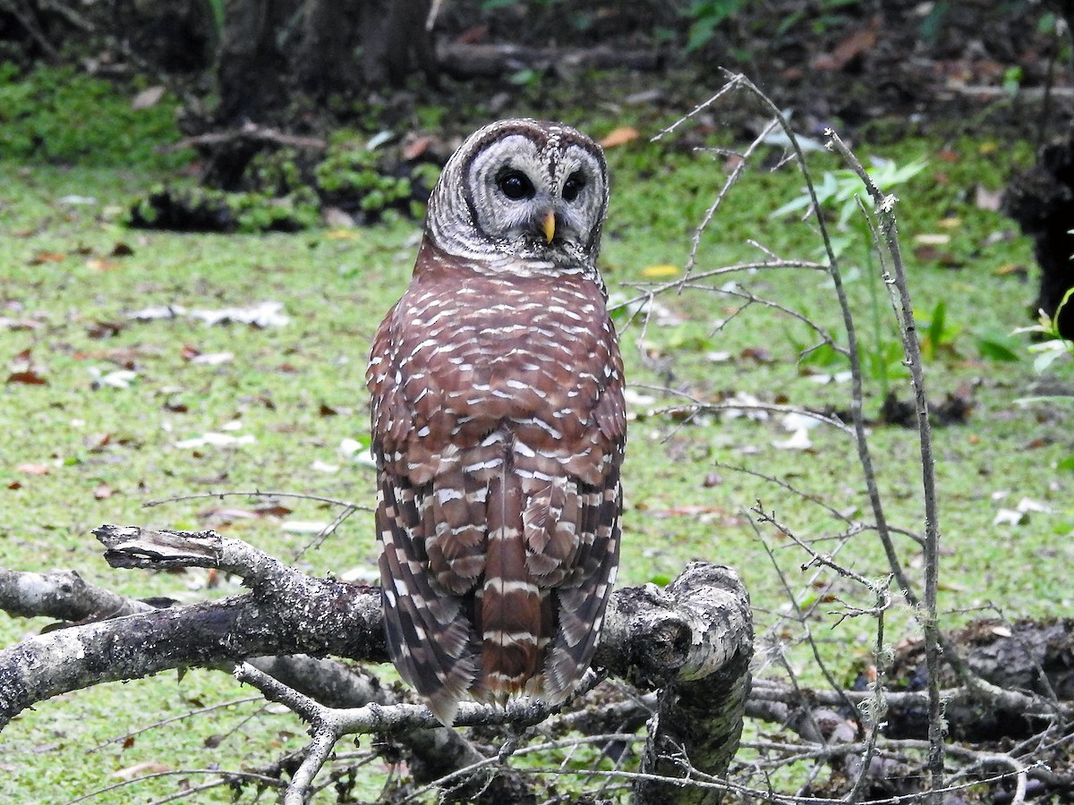 Barred Owl - Steve Raduns