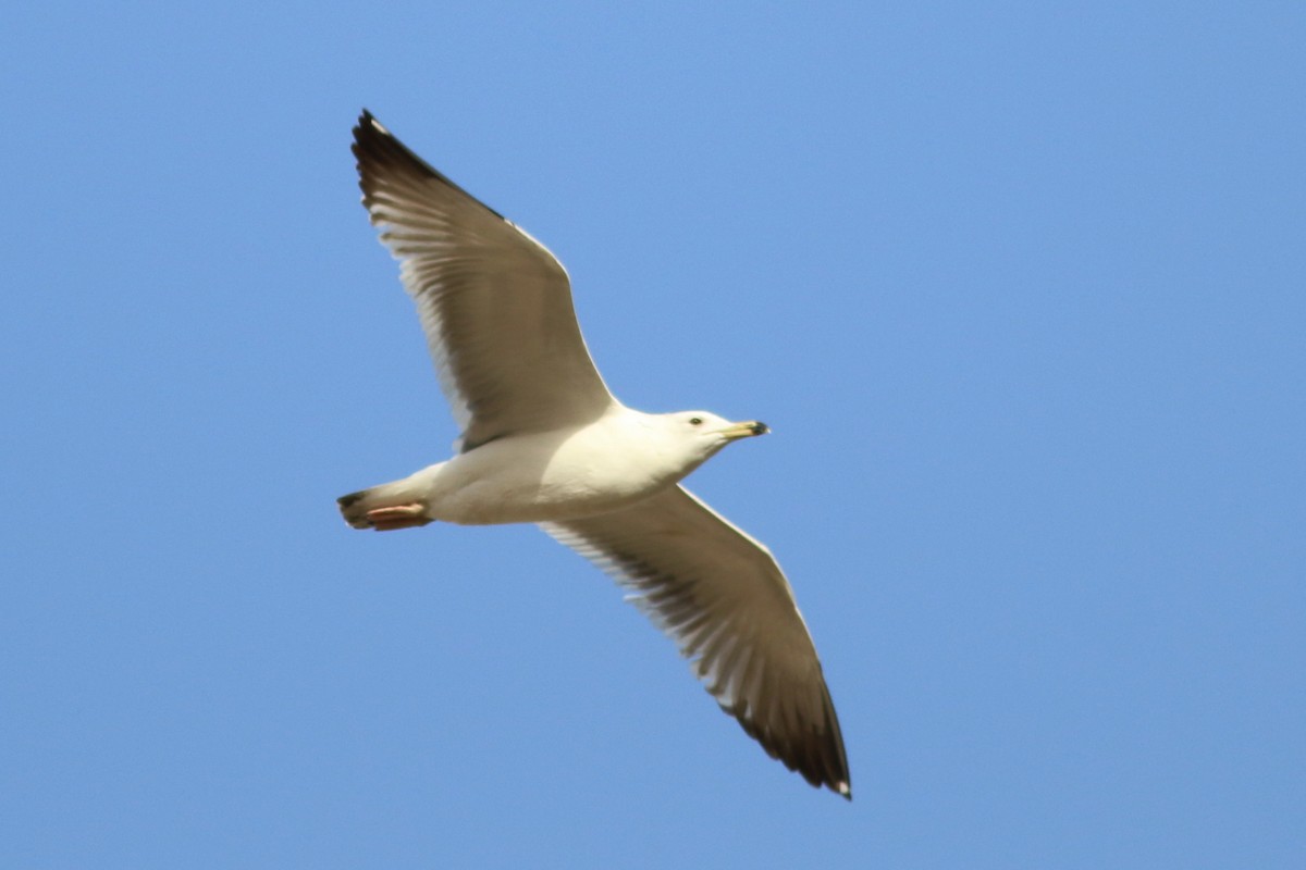 Armenian Gull - Alexandre Hespanhol Leitão