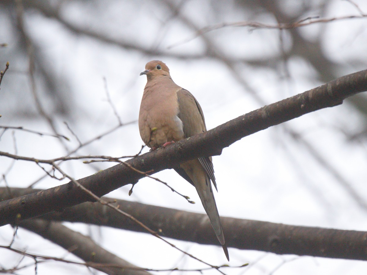 Mourning Dove - ML320318521