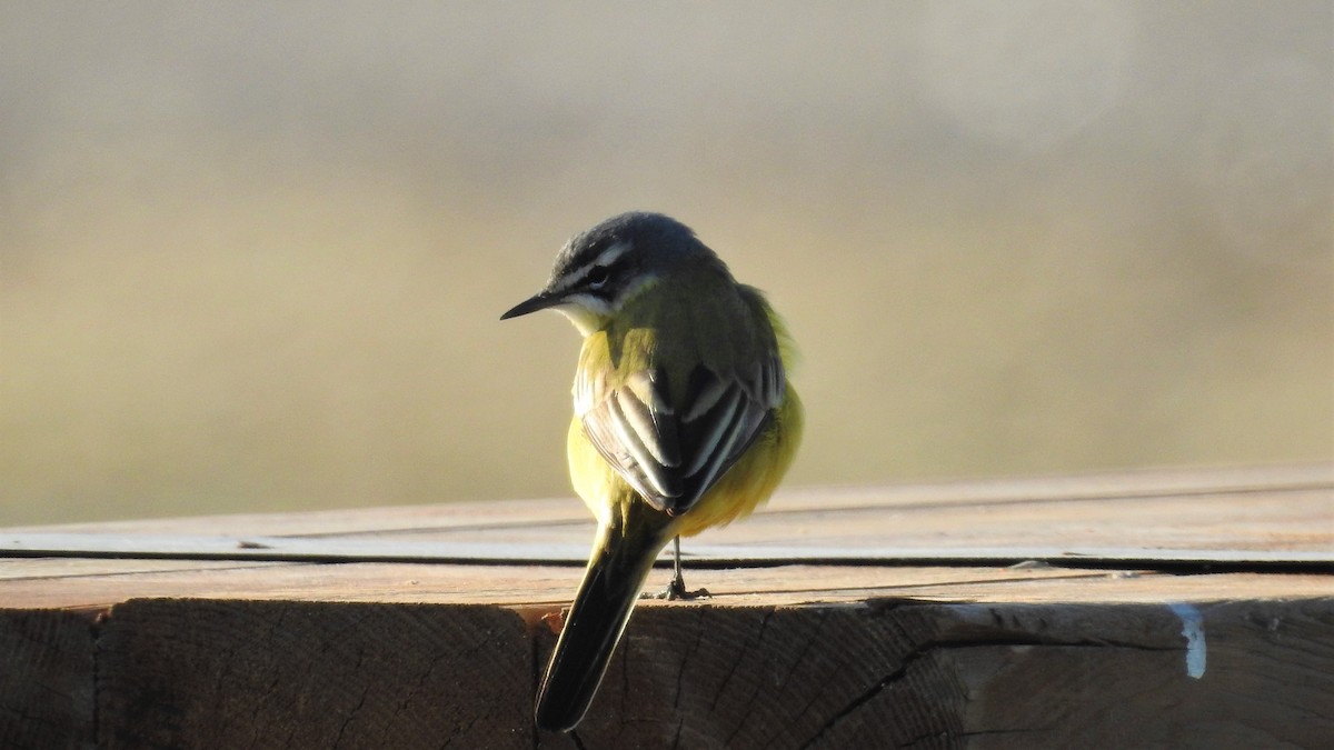 Western Yellow Wagtail - ML320318641