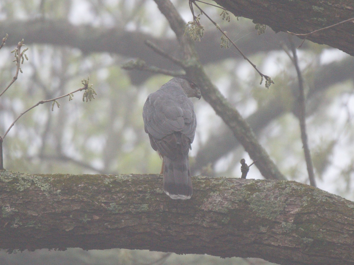 Cooper's Hawk - ML320318671